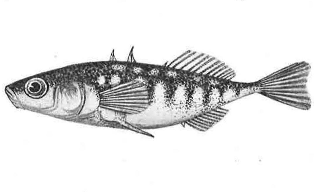 Three-spined stickleback research