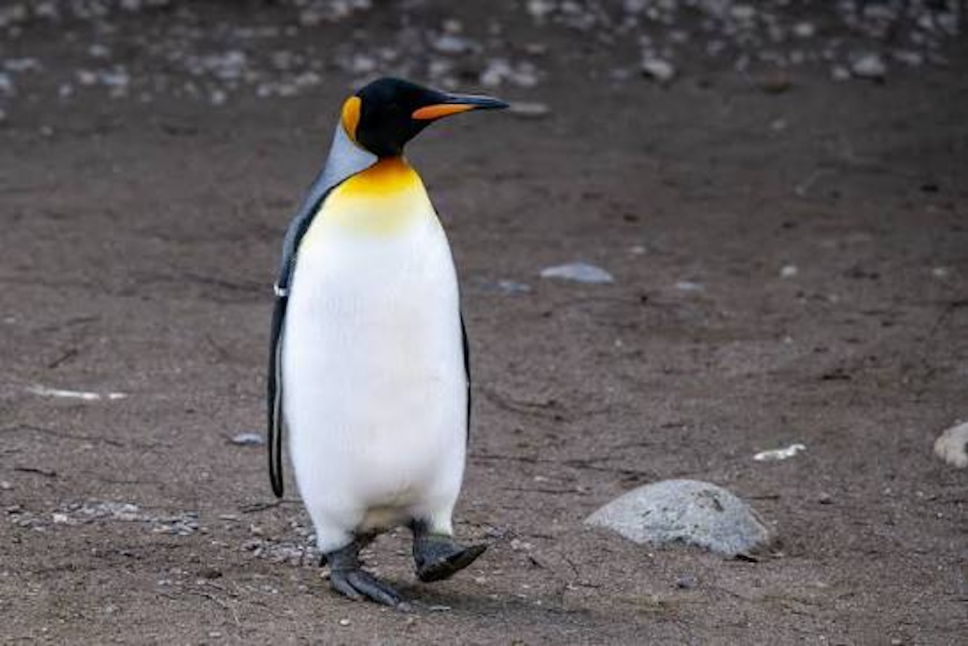 Epigenetics of ageing in birds